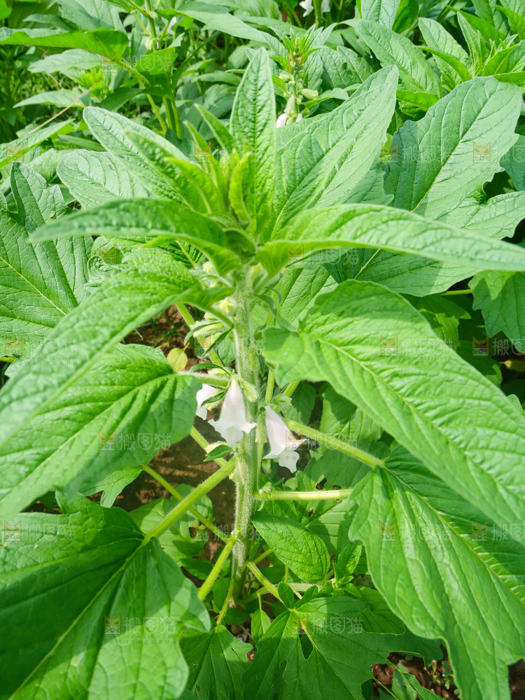 大片芝麻产地