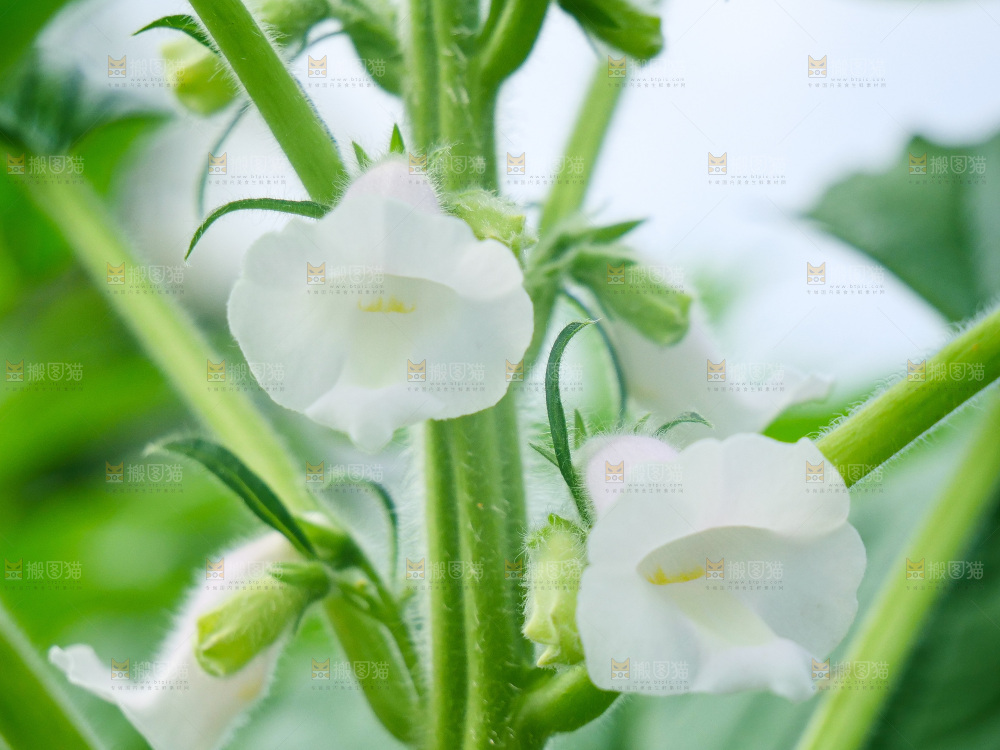 大片芝麻产地