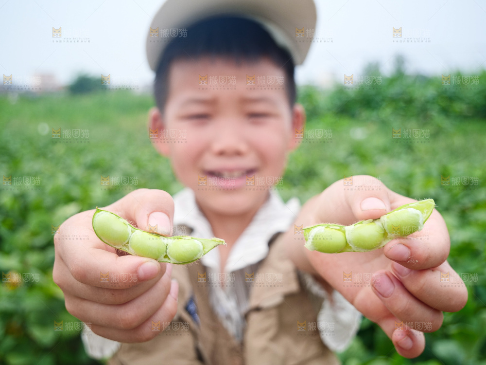 手里拿着现摘毛豆