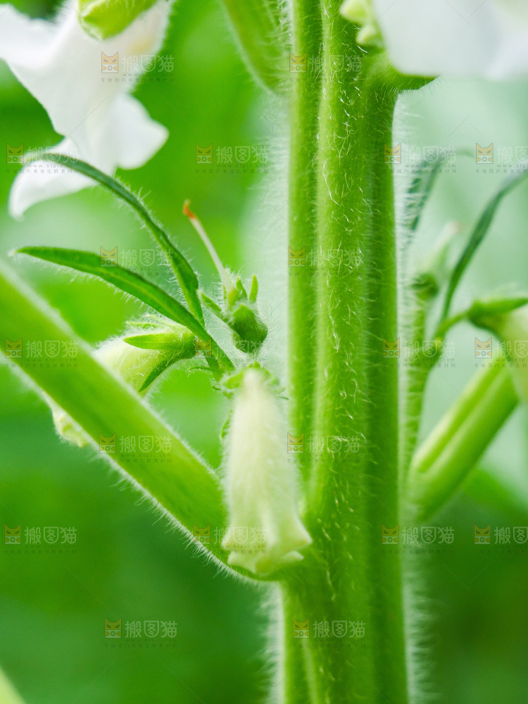 大片芝麻产地