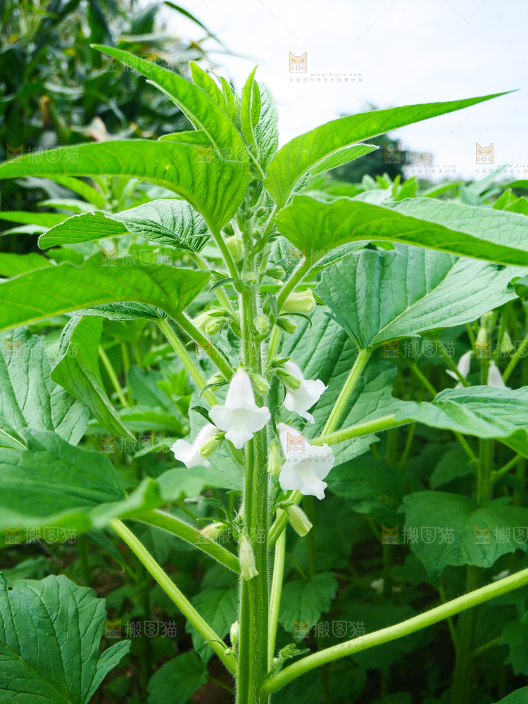 大片芝麻产地