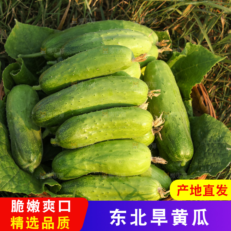 手里拿着刺黄瓜