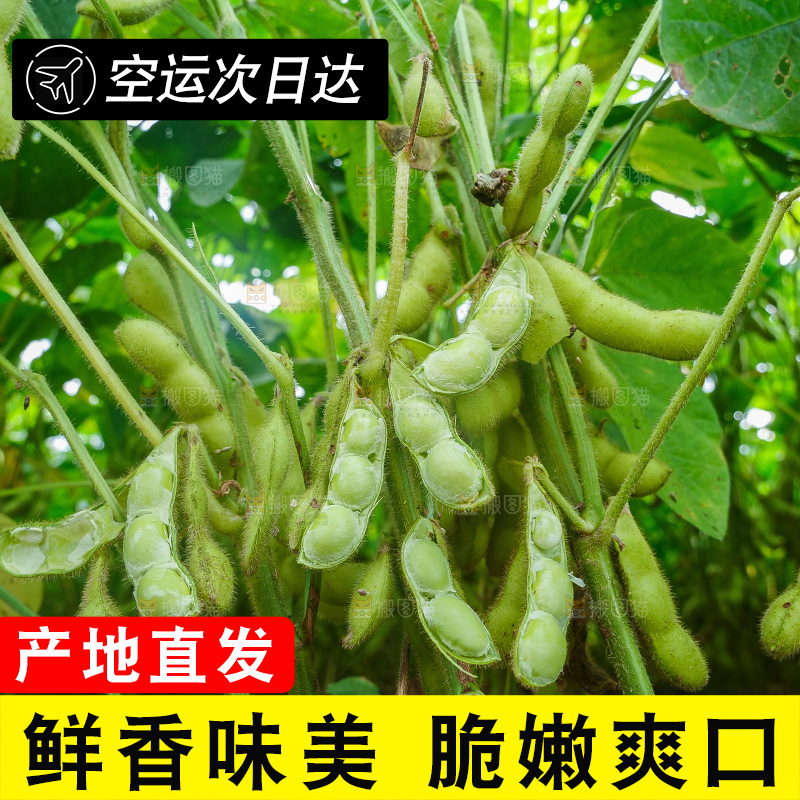 大片毛豆产地