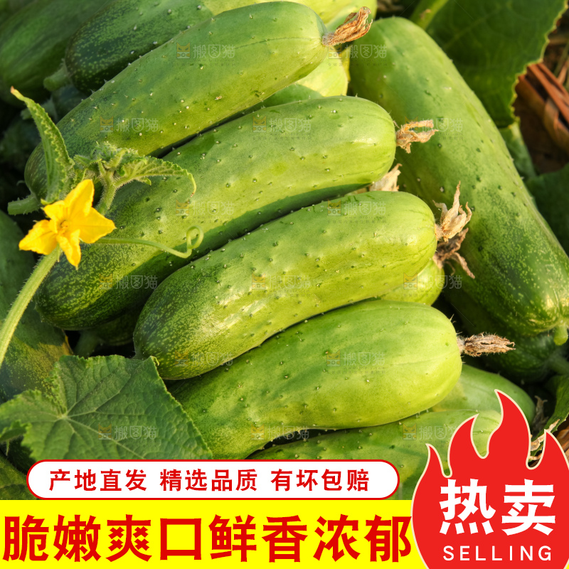 手里拿着刺黄瓜