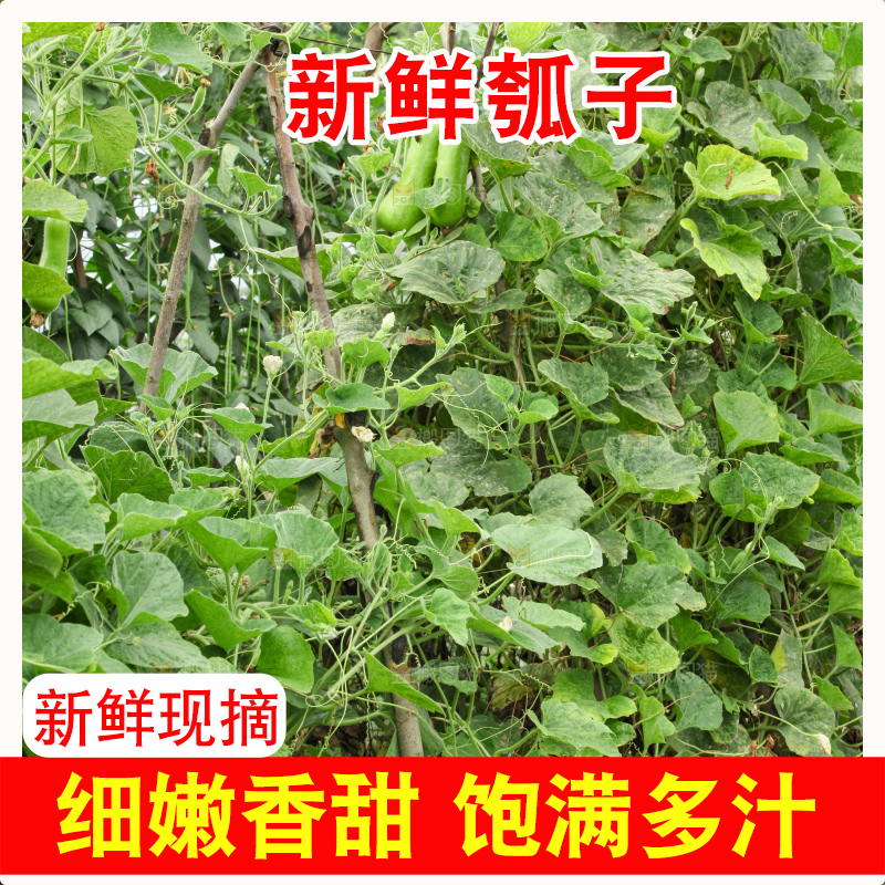 藤上的瓠子