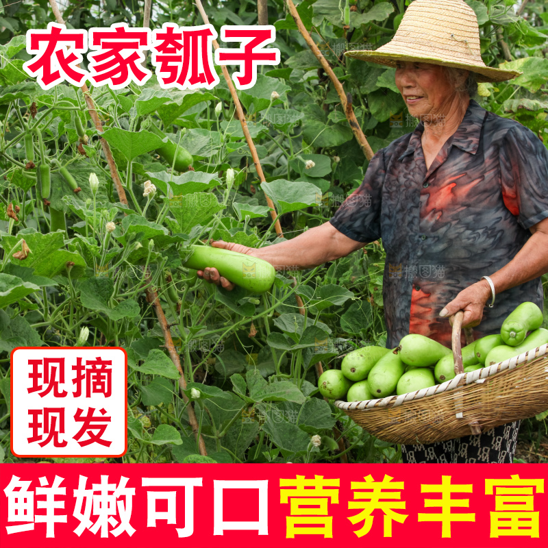 藤上的瓠子