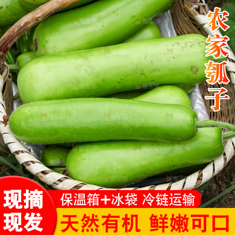 藤上的瓠子