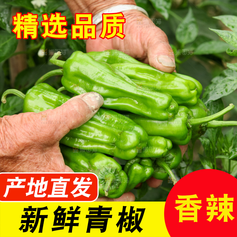 手里拿着新鲜辣椒