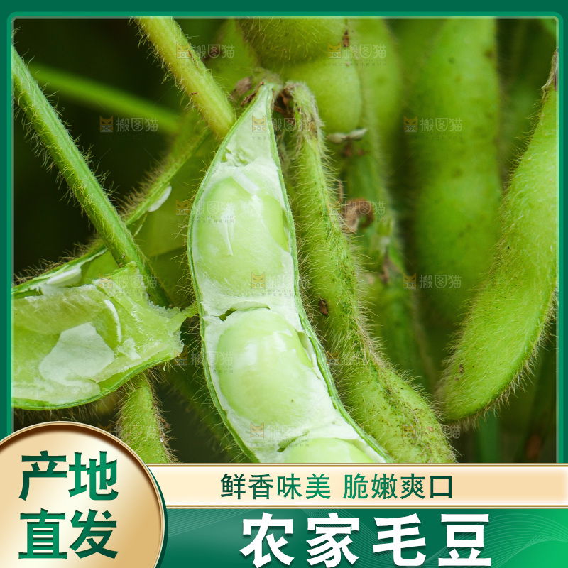 大片毛豆产地