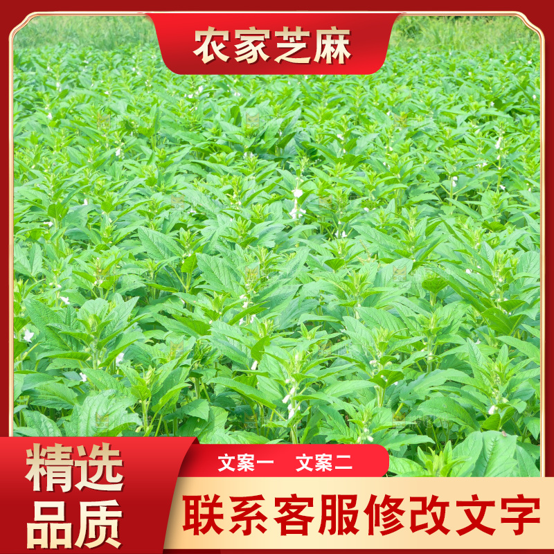 大片芝麻产地
