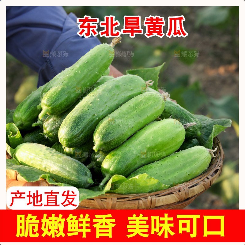 手里拿着刺黄瓜