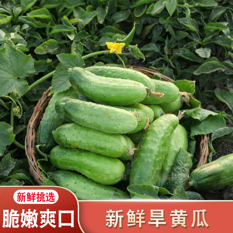 手里拿着刺黄瓜