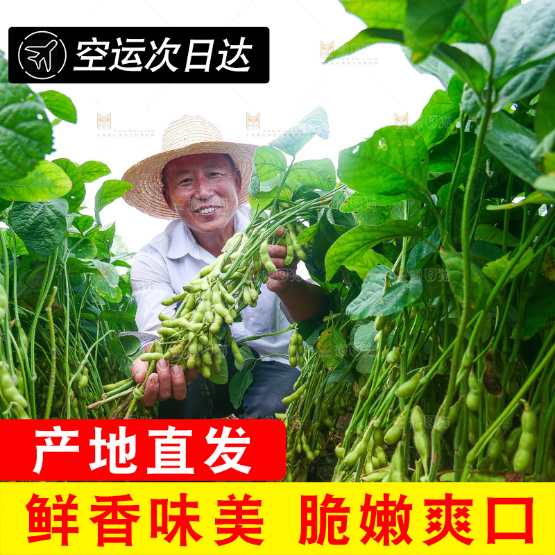 手里拿着现摘毛豆