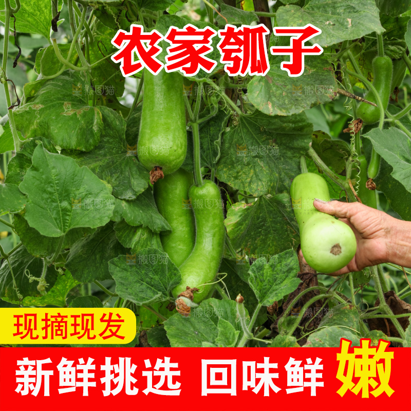 藤上的瓠子