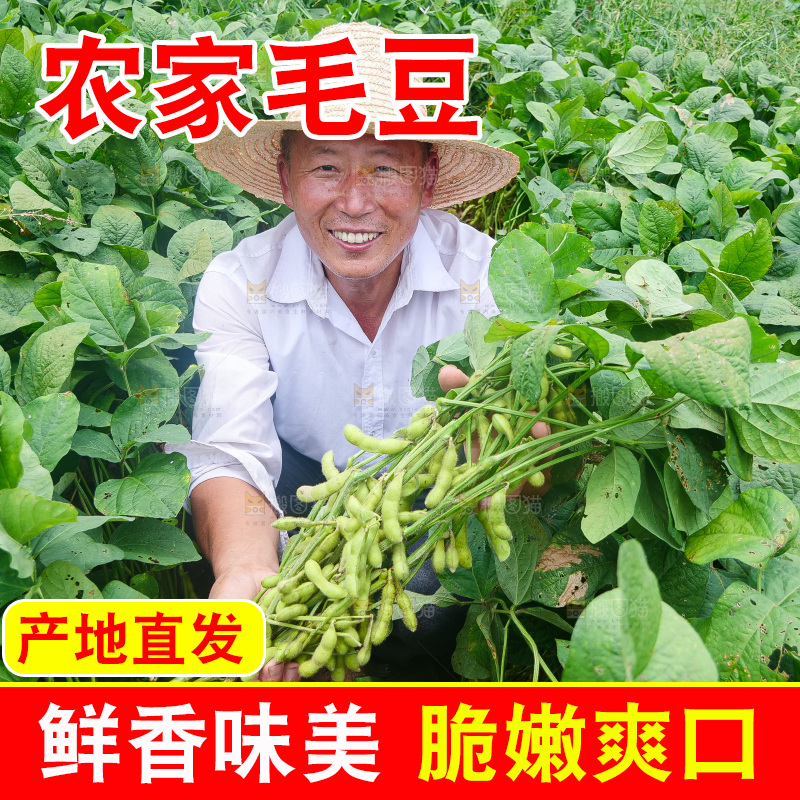 手里拿着现摘毛豆