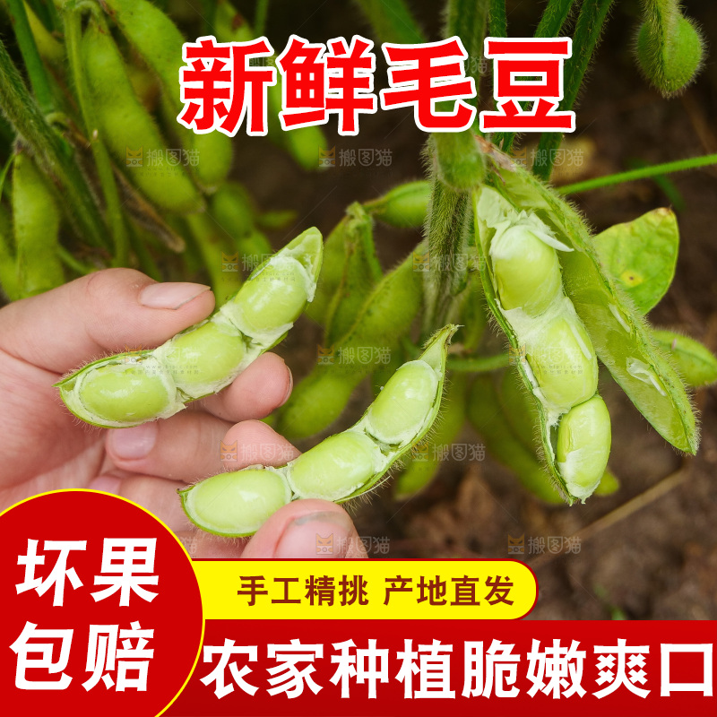 手里拿着现摘毛豆