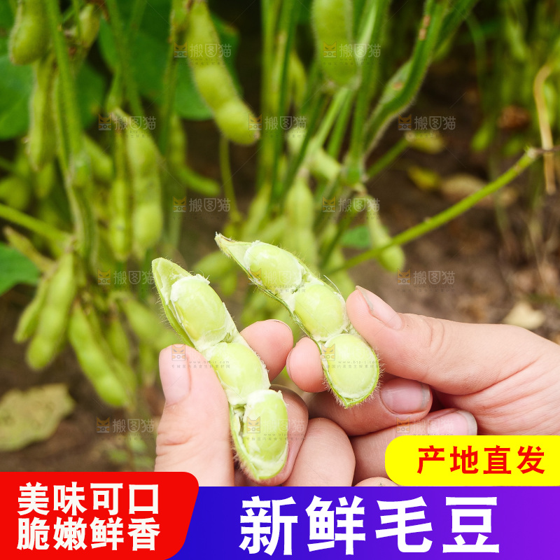 手里拿着现摘毛豆