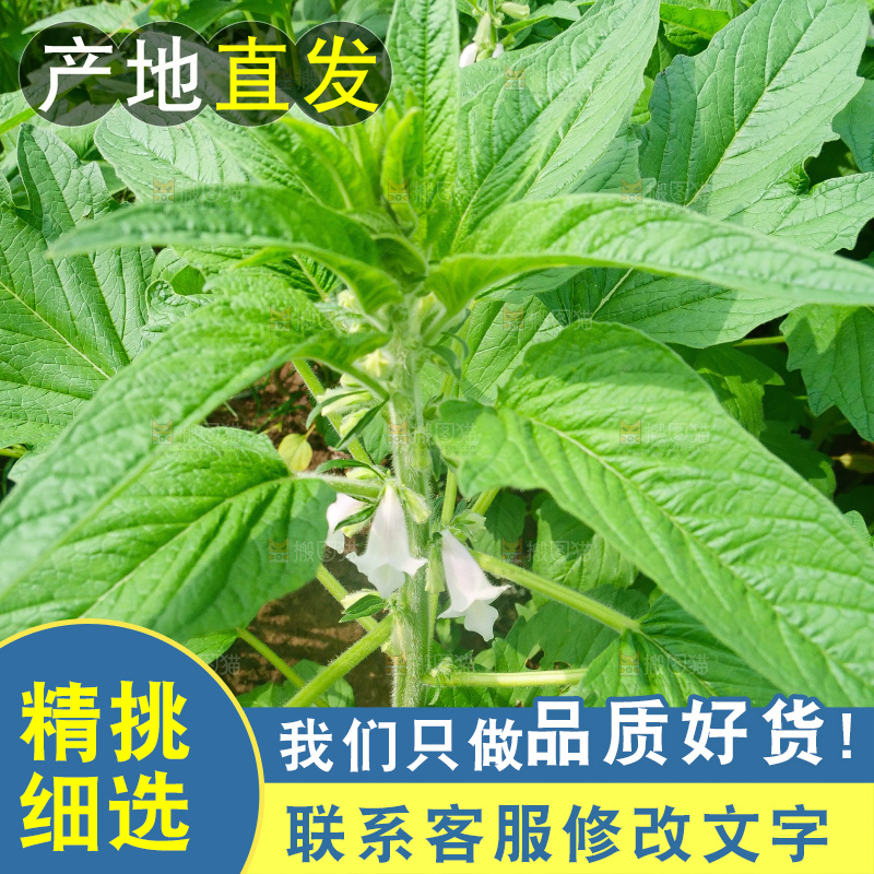 大片芝麻产地