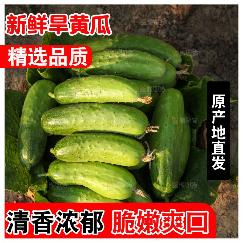 手里拿着刺黄瓜