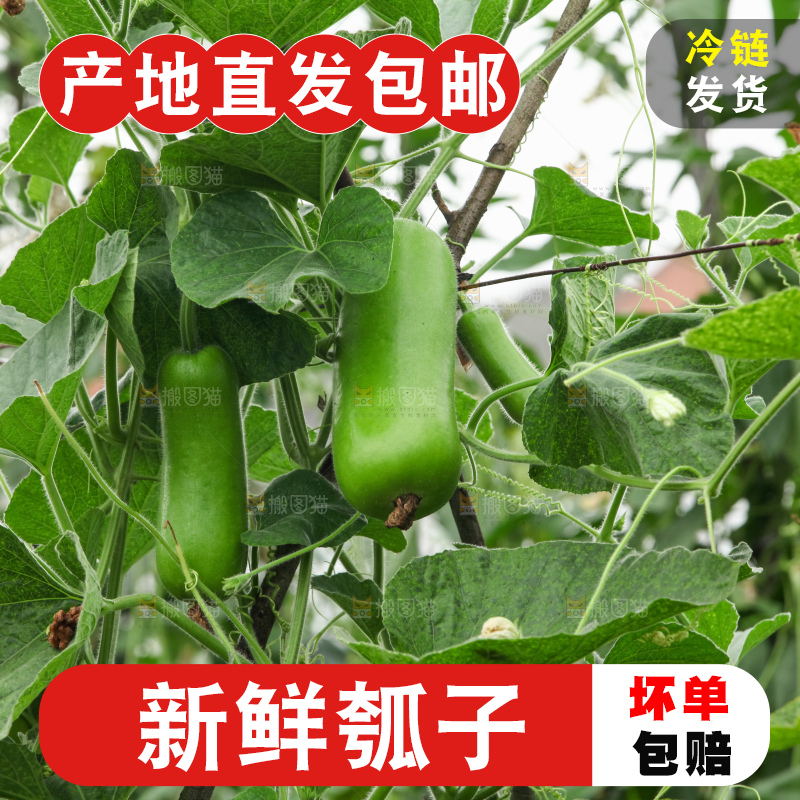 藤上的瓠子