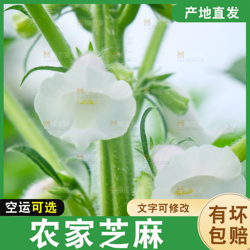 大片芝麻产地