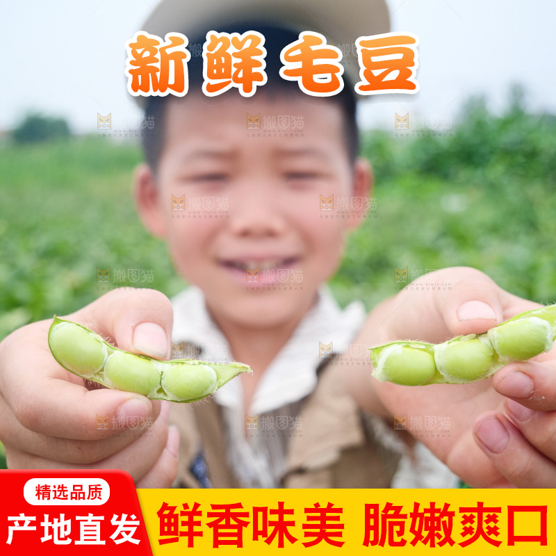手里拿着现摘毛豆
