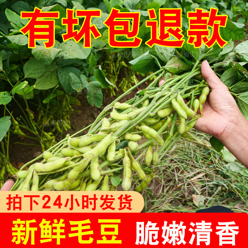 手里拿着现摘毛豆