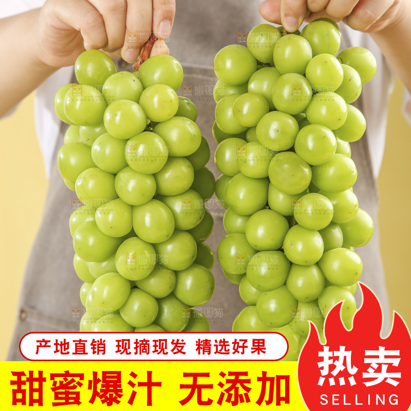 浅底上的阳光玫瑰青提