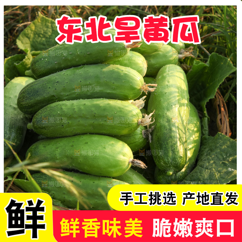 手里拿着刺黄瓜