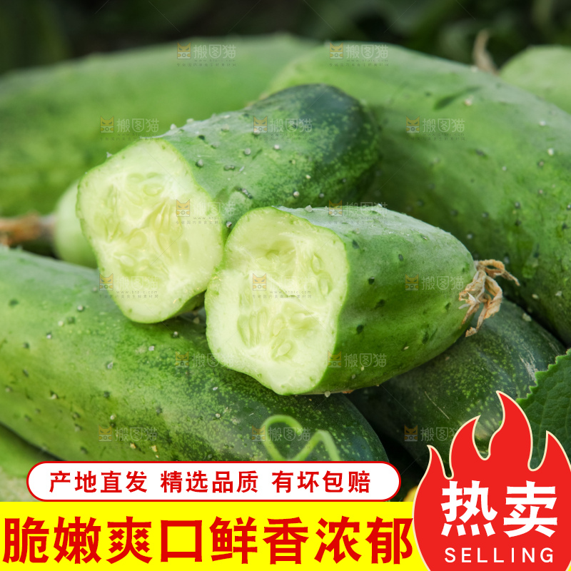 手里拿着刺黄瓜