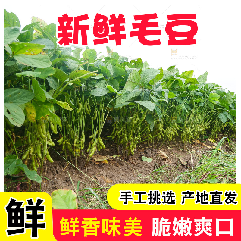 大片毛豆产地