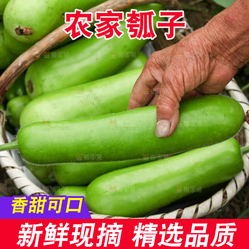 藤上的瓠子