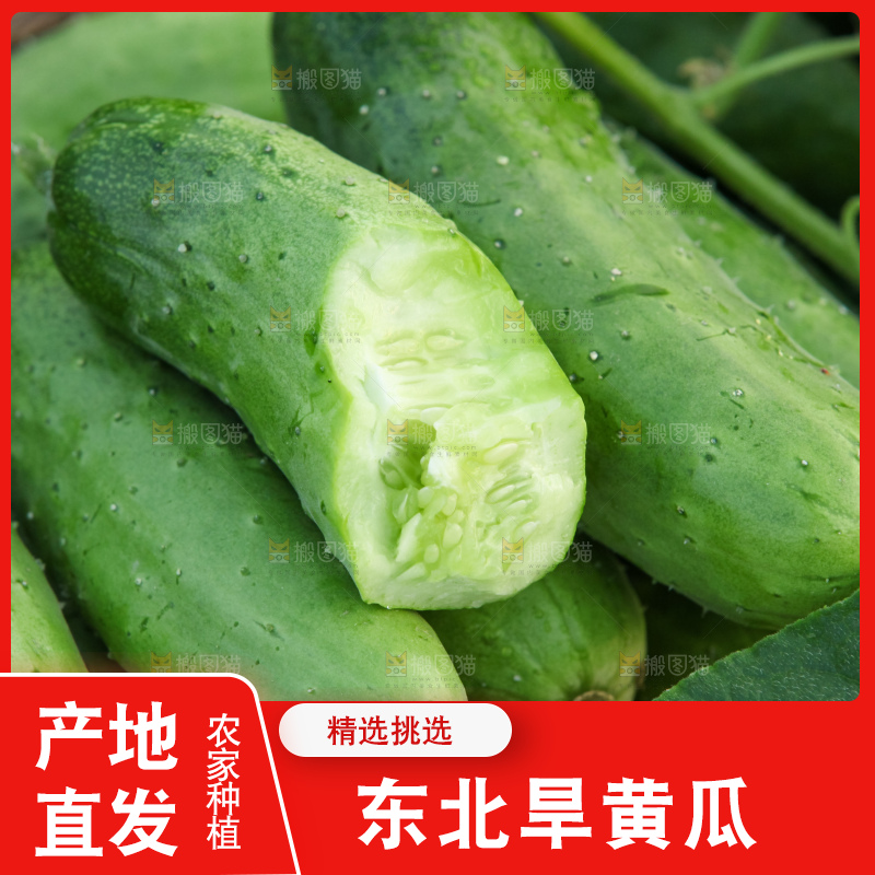 手里拿着刺黄瓜