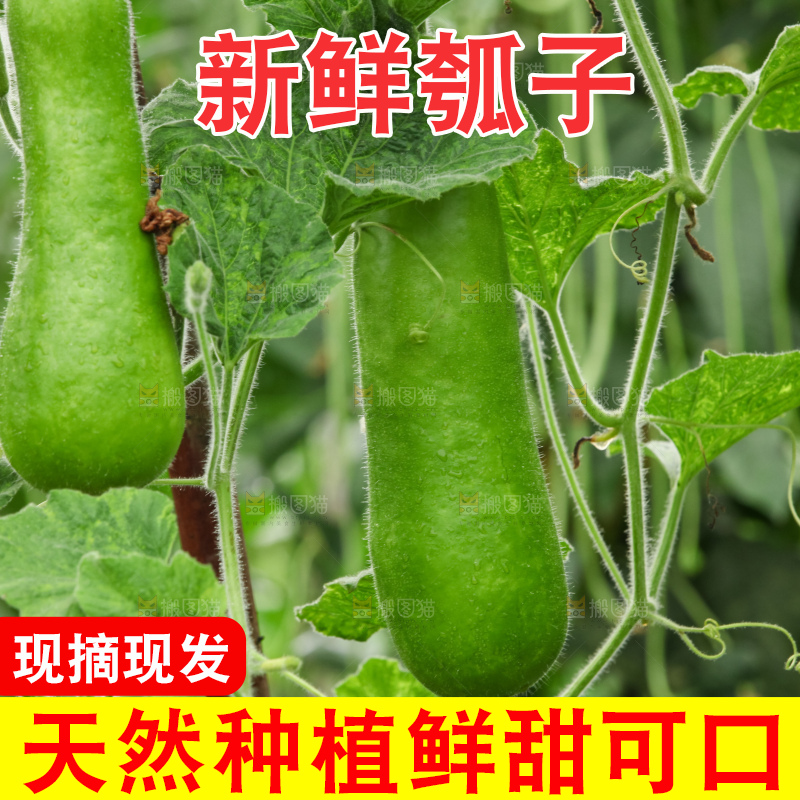 藤上的瓠子
