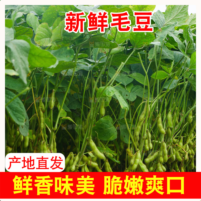 大片毛豆产地