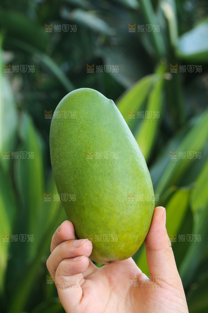 手里拿着椰香芒