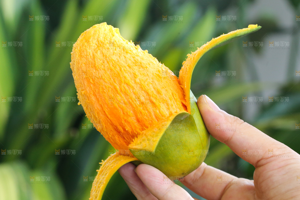 手里拿着椰香芒