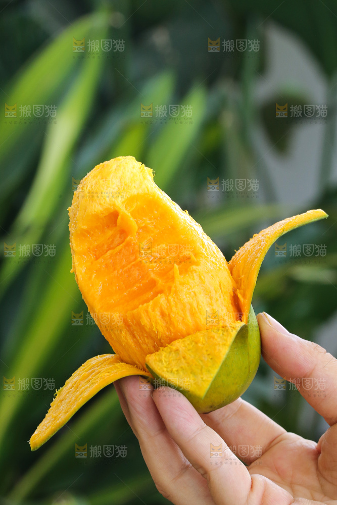 手里拿着椰香芒
