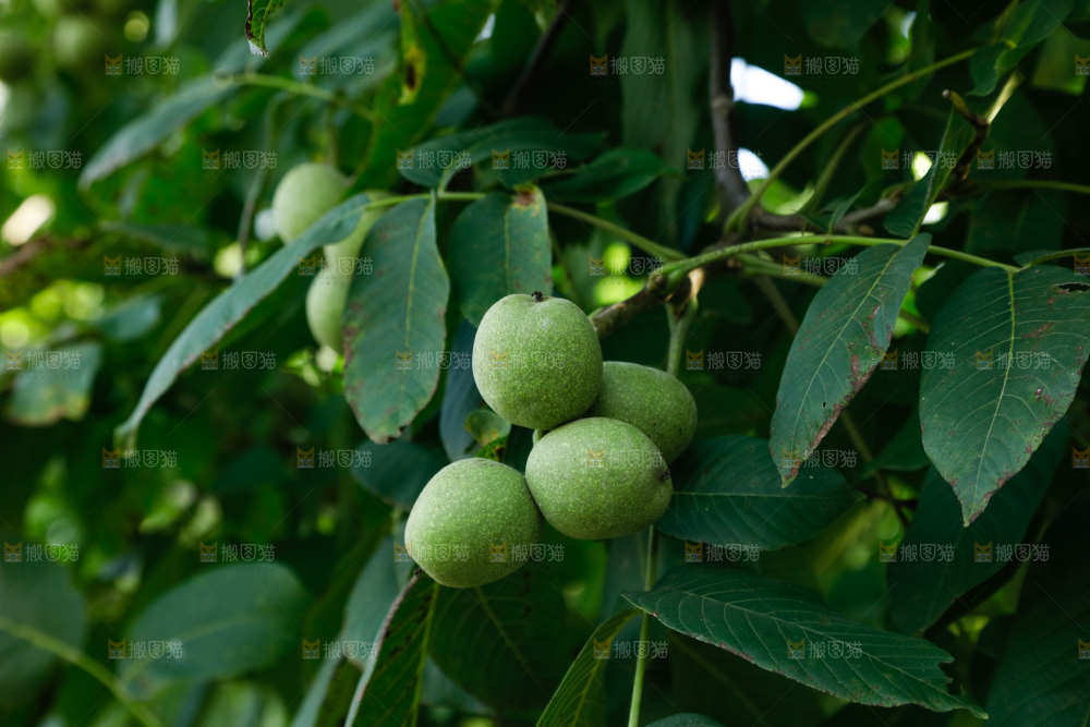 树上的新鲜青核桃