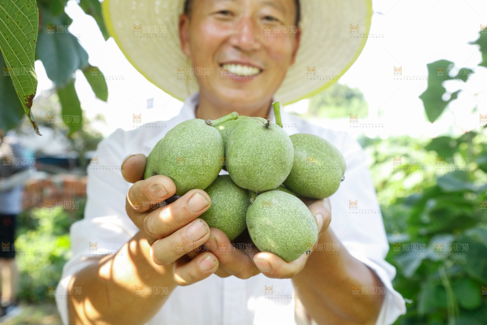 手里拿着青核桃