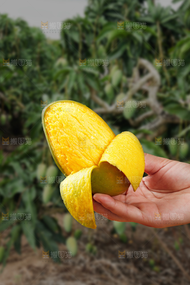 深底上的贵妃芒