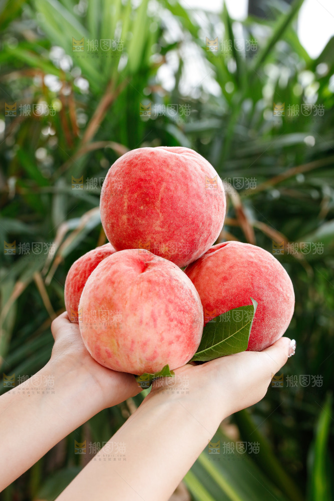 手里拿着苹果桃