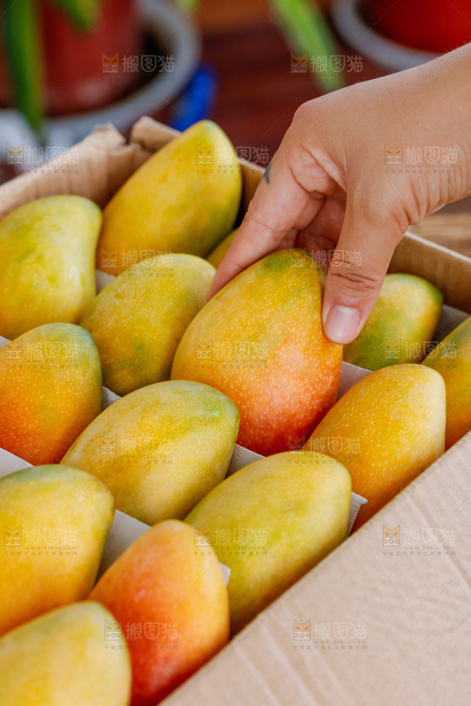 手里拿着贵妃芒