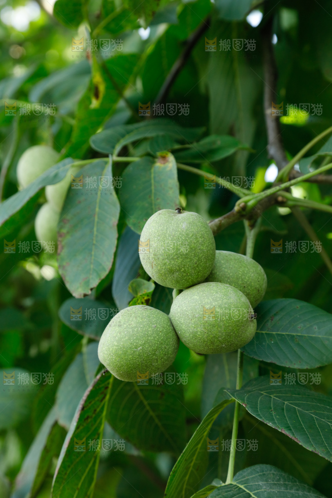 树上的新鲜青核桃