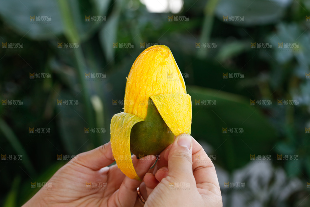手里拿着贵妃芒
