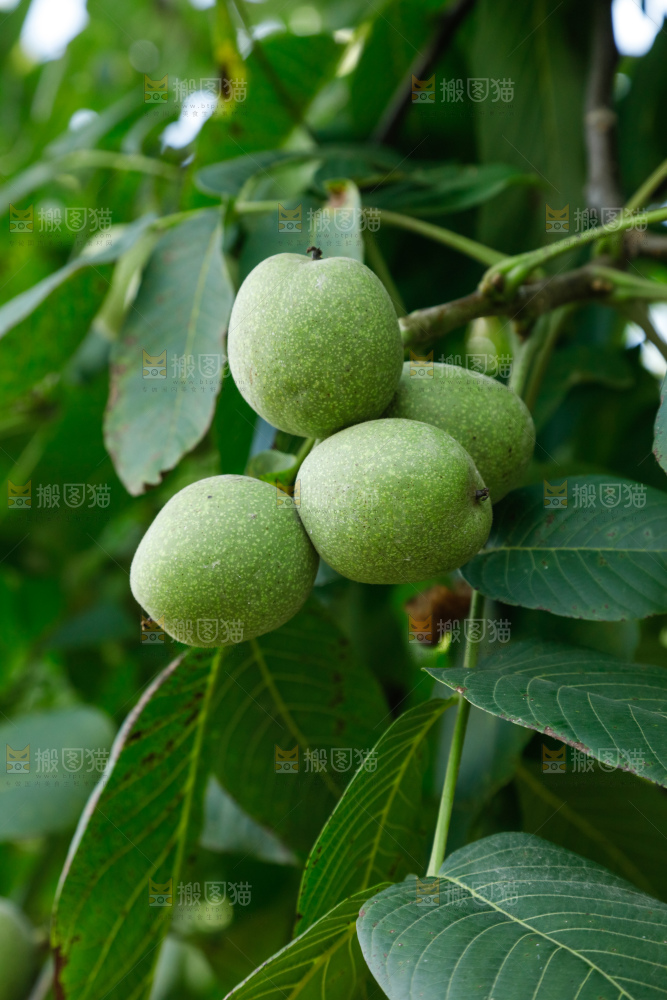 树上的新鲜青核桃