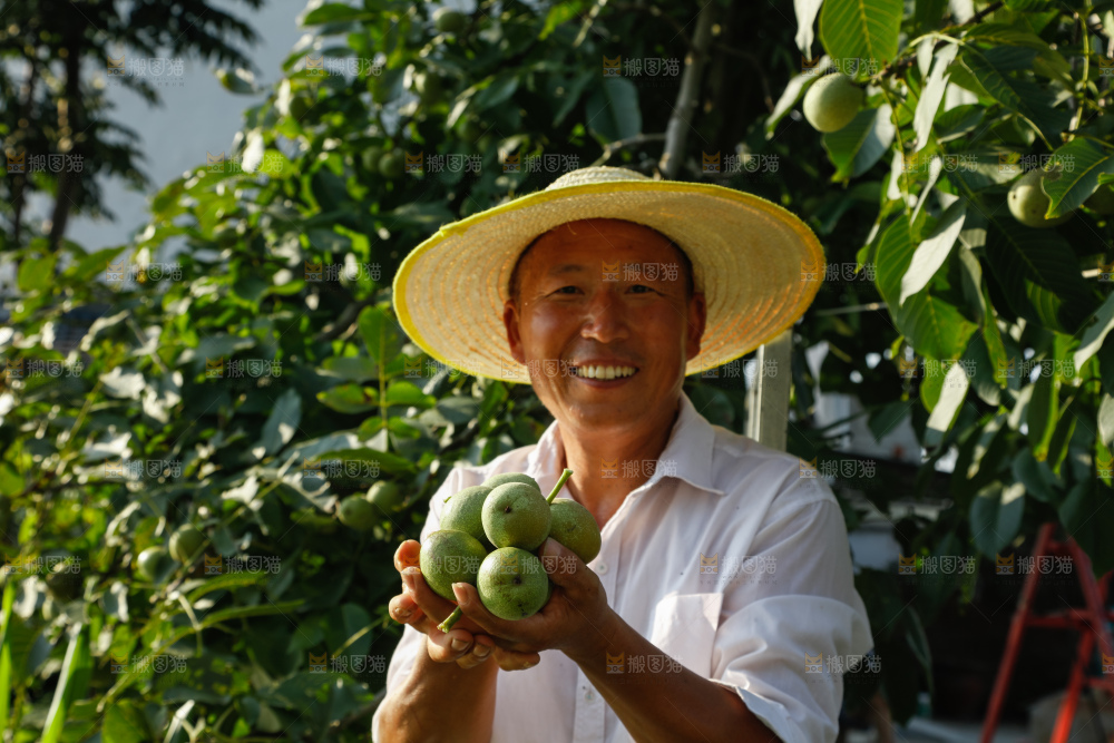 手里拿着青核桃