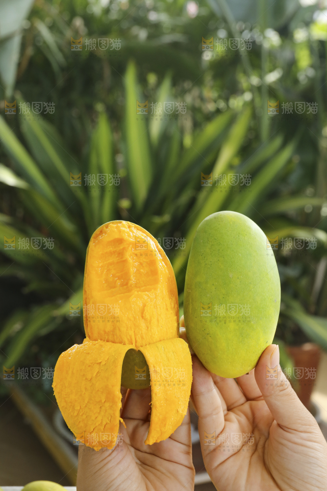 手里拿着椰香芒
