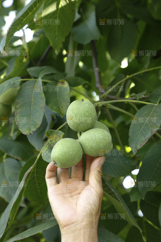 树上的新鲜青核桃