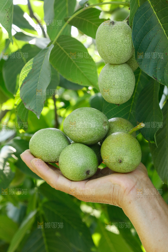 手里拿着青核桃